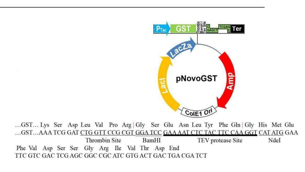 pGST 結構圖