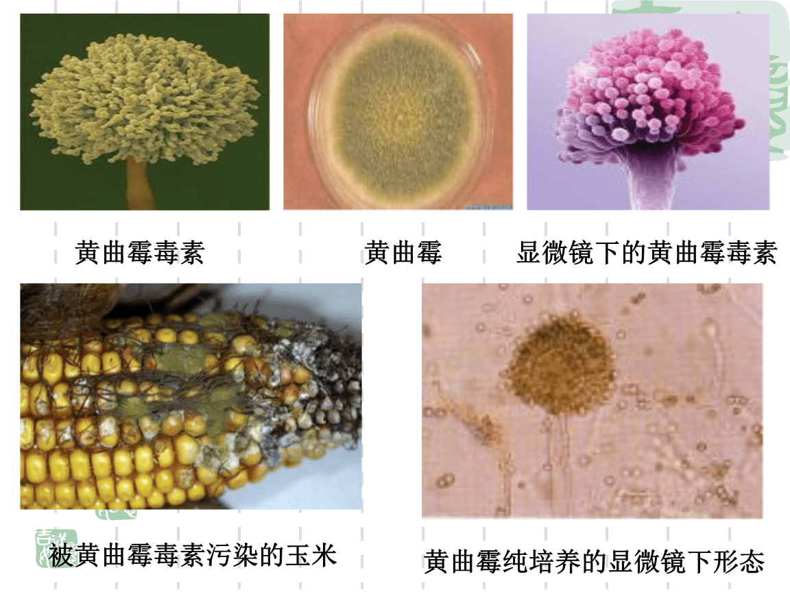 黃曲霉毒素