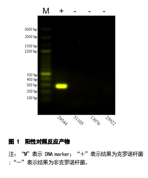 克羅諾桿菌 PCR 檢測(cè)試劑盒結(jié)果判讀