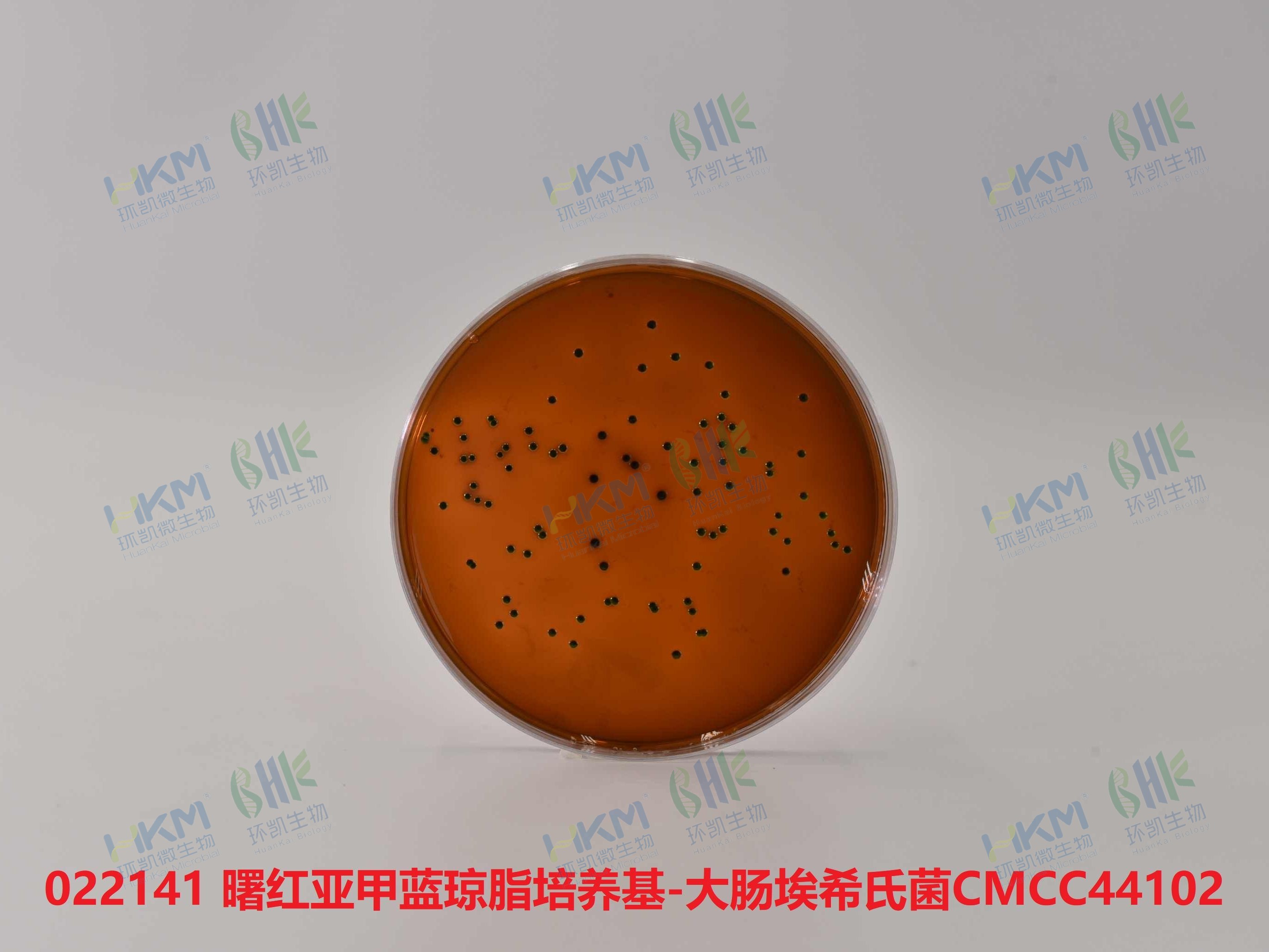 大腸埃希氏菌CMCC(B)44102