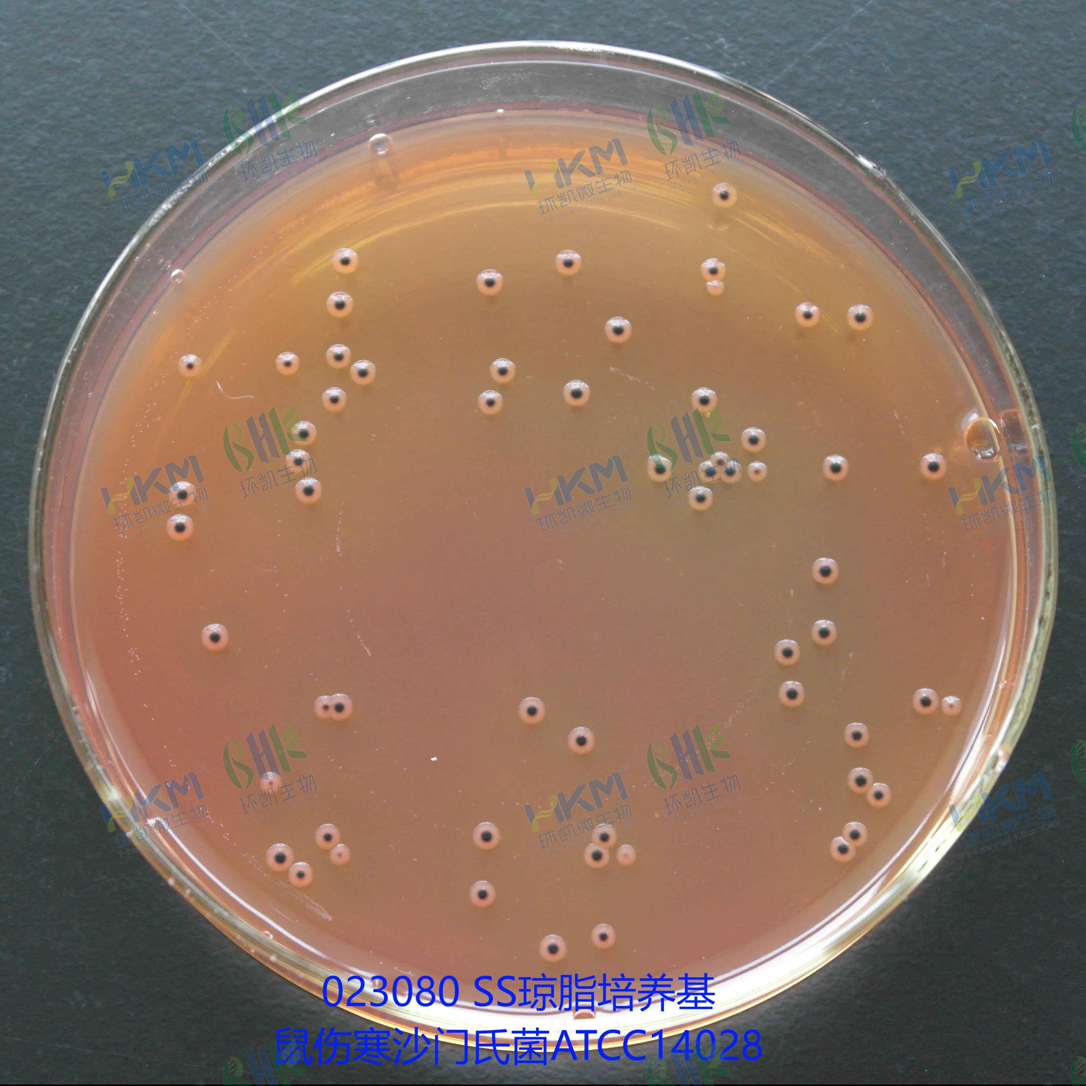 023080 SS瓊脂培養(yǎng)基 - 鼠傷寒沙門(mén)氏菌ATCC14028