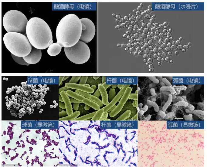 酵母菌：細(xì)胞通常有球狀、卵圓狀、橢圓狀、柱狀和香腸狀。