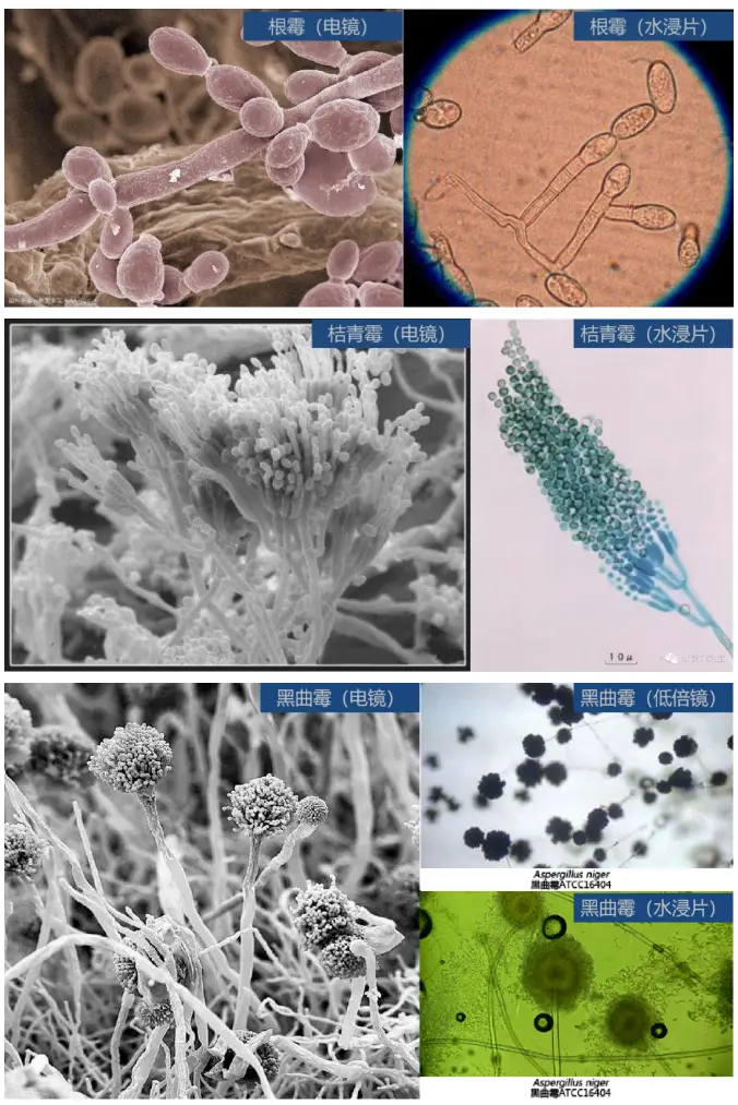 霉菌：細(xì)胞構(gòu)造與酵母菌相似，但外觀以菌絲體形式存在